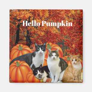 Íman Olá Pumpkin Fall Season Cats in Pumpkin Patch