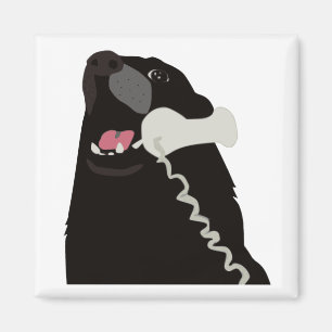 Íman OLÁ! SIM ESTE É telefone do telefone do CÃO