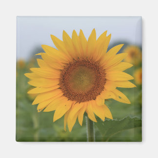 Íman Olá Sunflower Magnet