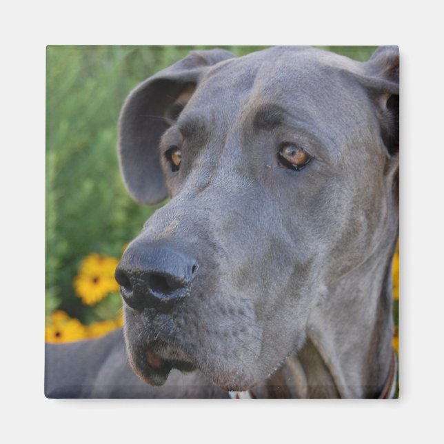 Íman Olhando o Bonito Magnet (Frente)