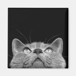 Íman Olhando o ímã