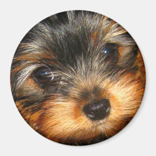 Íman Olhando o ímã de Yorkie