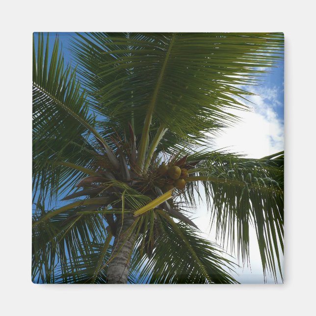 Íman Olhando para a natureza tropical da árvore de palm (Frente)