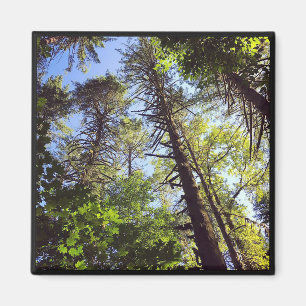 Íman Olhando para as árvores