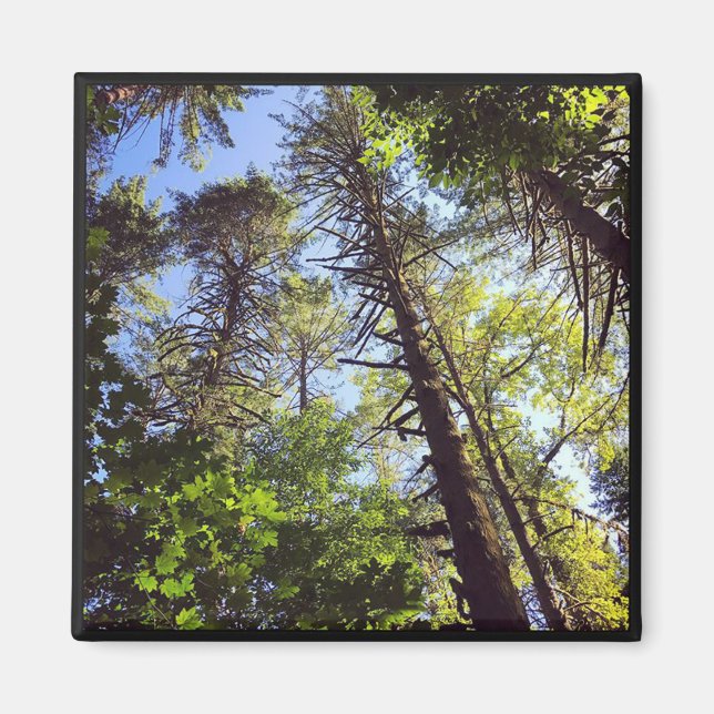 Íman Olhando para as árvores (Frente)