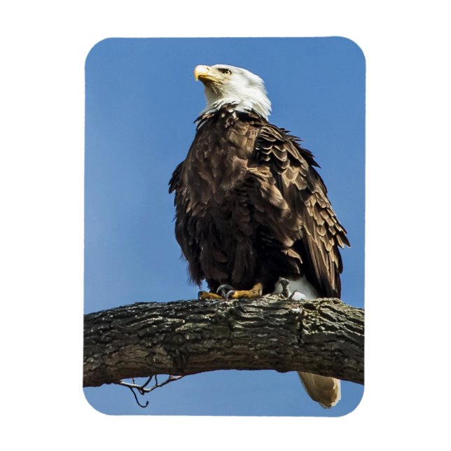 Íman Olhando para Cima (Vertical)