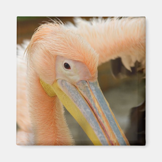 Íman Olhando Para Você O Magneto Pelicano (Frente)