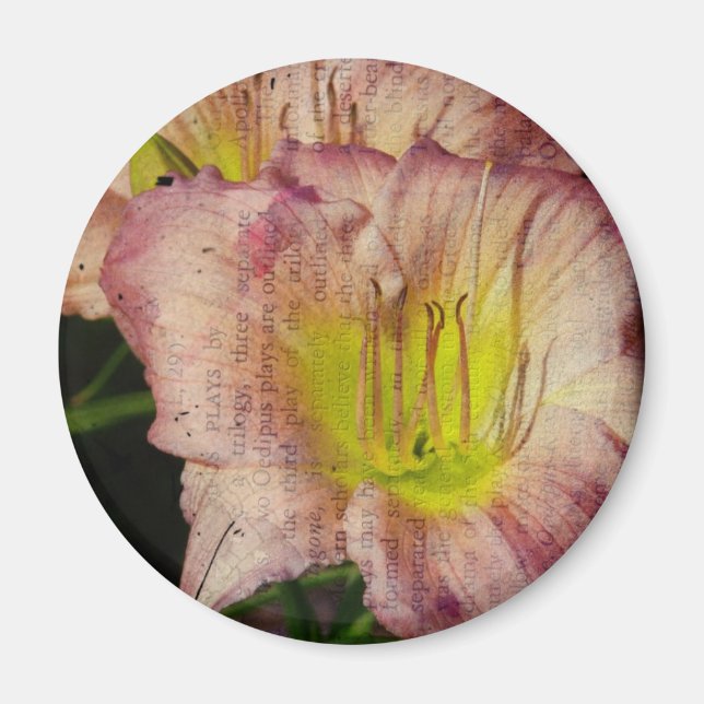 Íman Olhar Daylily Engraçado (Frente)