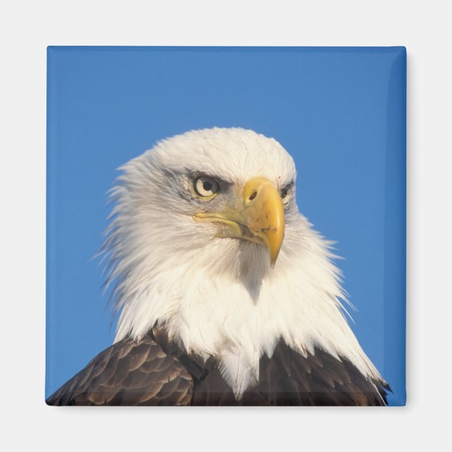 Íman Olhar de Águia Americana (Frente)