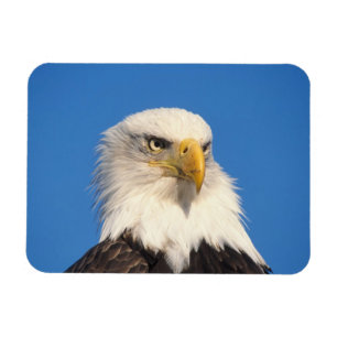 Íman Olhar de Águia Americana