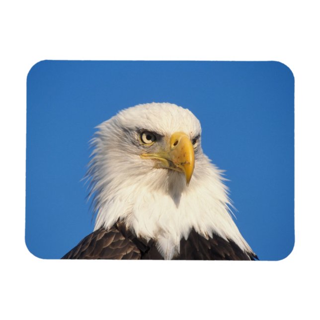 Íman Olhar de Águia Americana (Horizontal)