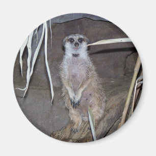 Íman Olhar fixamente de Meerkat