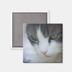 Íman Olhar fixamente Gato malhado-e-Branco do gato