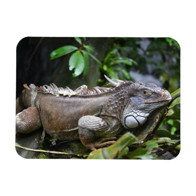 Íman Olhe para mim, Lizzard Singapore Zoo Magnet (Horizontal)