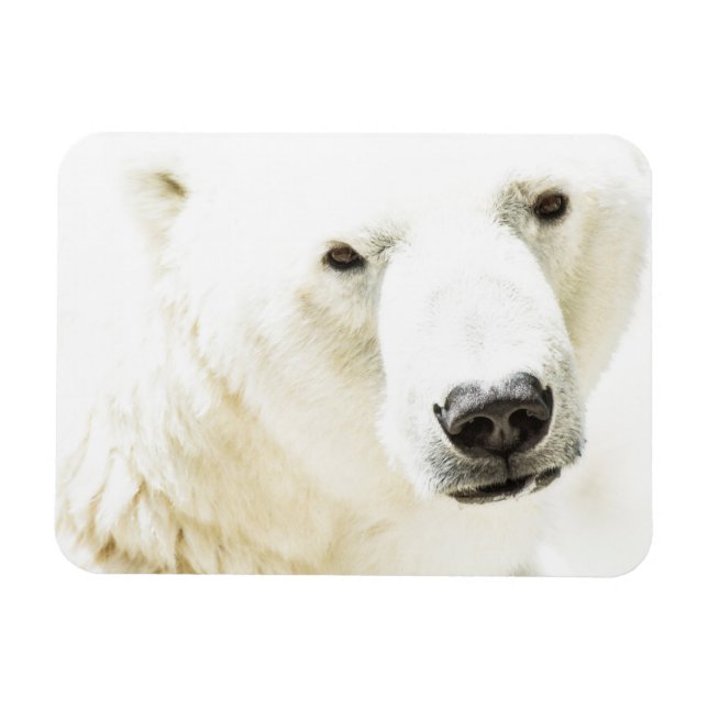 Íman Olho de gelo de um urso polar (Horizontal)