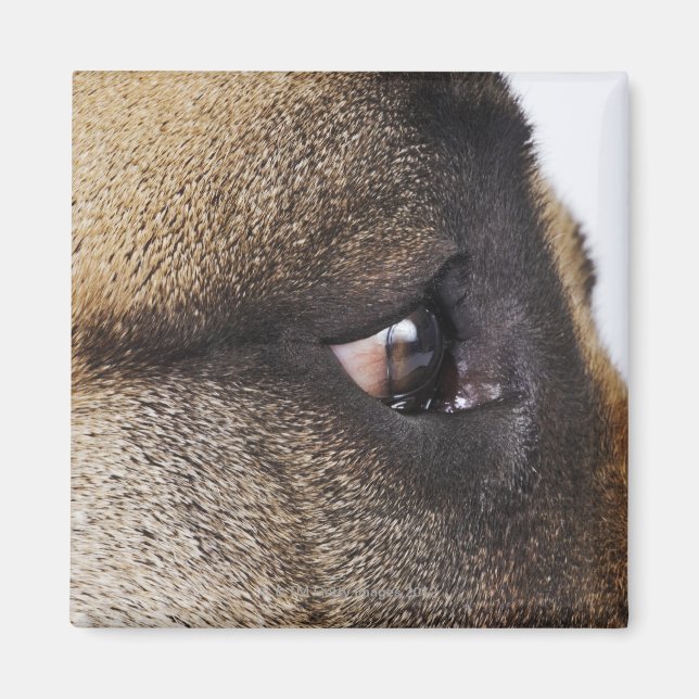 Íman Olho de Great Dane (Frente)