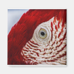 Íman Olho de papagaio