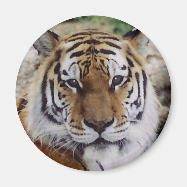 Íman Olho Vigiante (Frente)