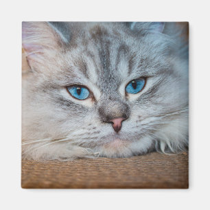 Íman Olhos azuis bonitos do gato