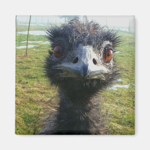 Íman Olhos Beady EMU