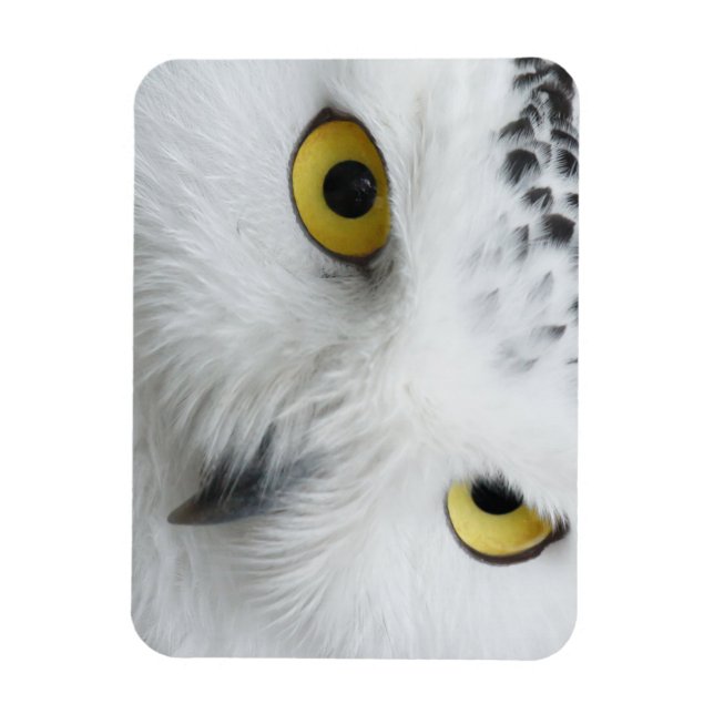 Íman Olhos de Coruja da Neve (Vertical)