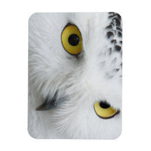 Íman Olhos de Coruja de Neve