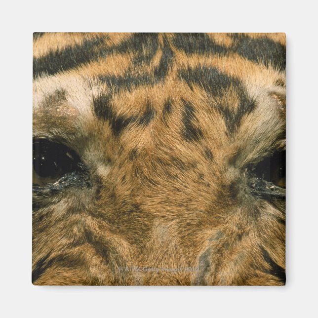 Íman Olhos de Tigre (Frente)