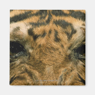 Íman Olhos do tigre