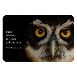 Íman Olhos em Ouro Mesmerizantes de uma Coruja Espetaca