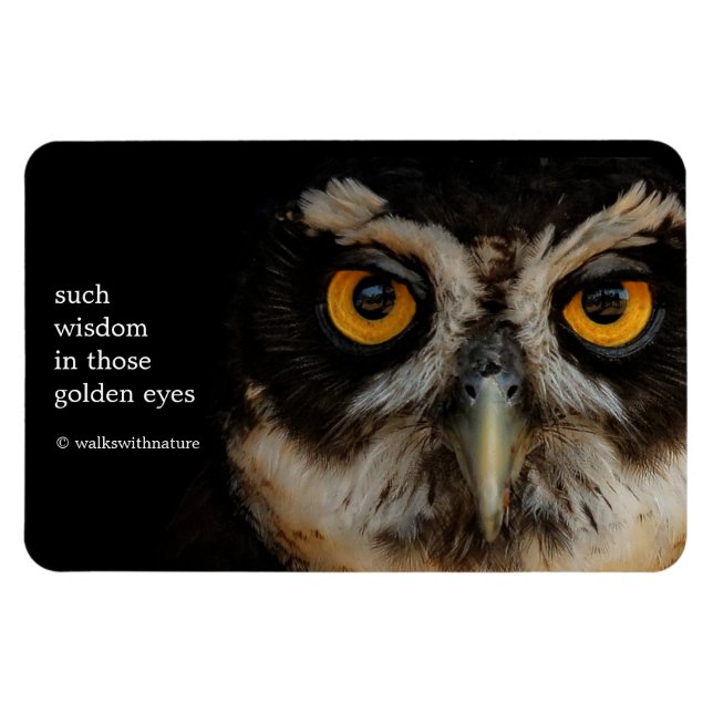 Íman Olhos em Ouro Mesmerizantes de uma Coruja Espetaca (Horizontal)