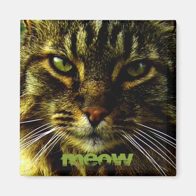 Íman Olhos Gatos Hipografando Foto (Frente)