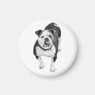 Íman Olhos Gentis, Ímã de Bulldog