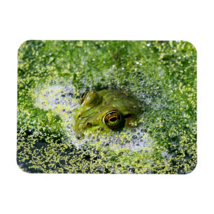 Íman Olhos sapos em um Pond