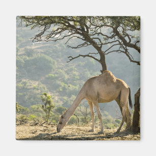 Íman Omã, Região Dhofar, Salalah. Camelo
