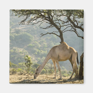 Íman Oman, Região Dhfar, Salalah. Camel