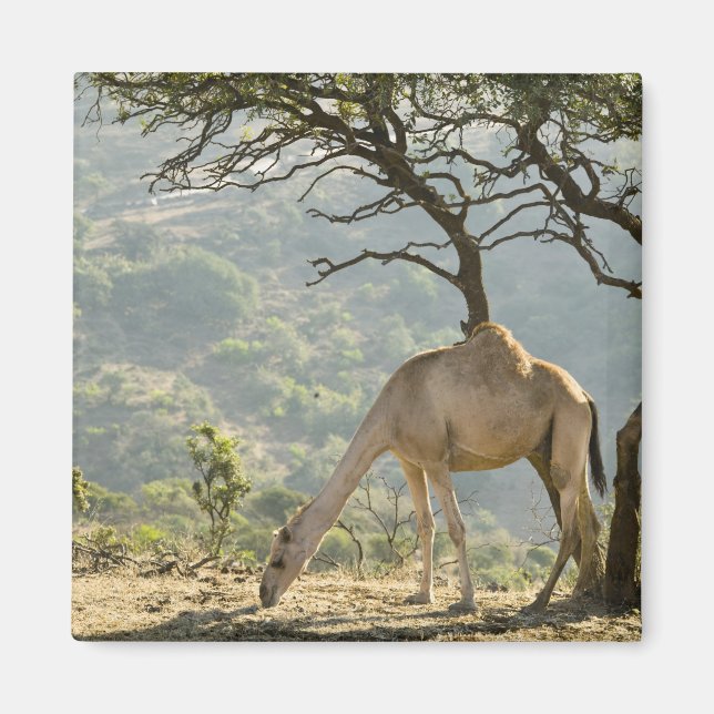 Íman Oman, Região Dhfar, Salalah. Camel (Frente)