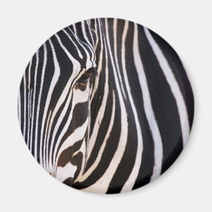 Íman Onde Está A Zebra?