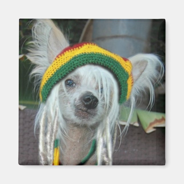Íman One Love Chinese Crested Rasta Dog Magnet (Frente)