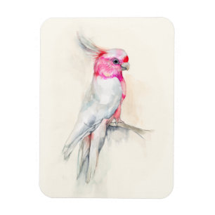 Íman Ópera Cockatoo