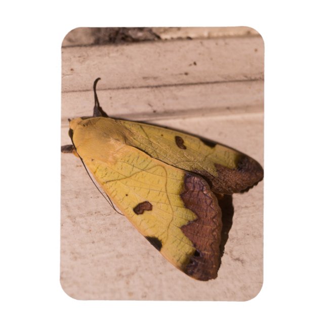 Íman Ophiusa tirhaca, o tambor verde (Vertical)