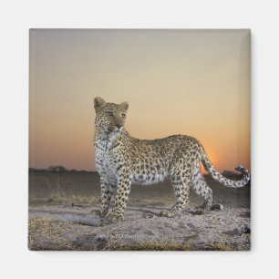 Íman Opinião completa do comprimento o leopardo (pardu