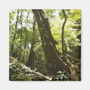 Íman opinião da floresta húmida, Dominica
