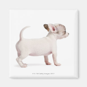 Íman Opinião lateral o filhote de cachorro da chihuahu