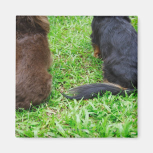 Íman Opinião traseira dois cães do Dachshund