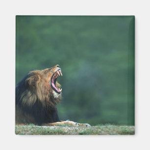 Íman Opinião um leão (Panthera leo) que abre sua boca