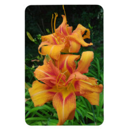 Íman Orange Daylily Blooms
