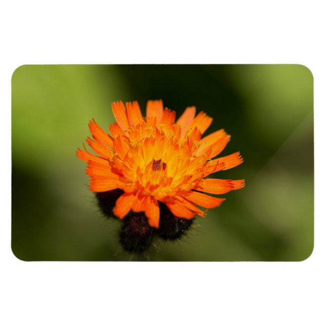 Íman Orange Hawkweed (Horizontal)