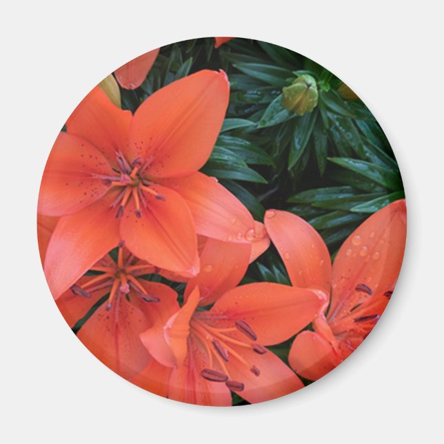 Íman Orange Lily (Frente)
