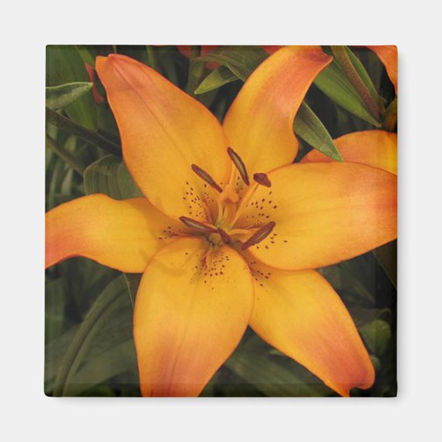 Íman Orange Lily (Frente)