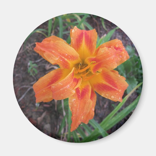ÍMAN ORANGE LILY FLOWERED MAGNET (Frente)